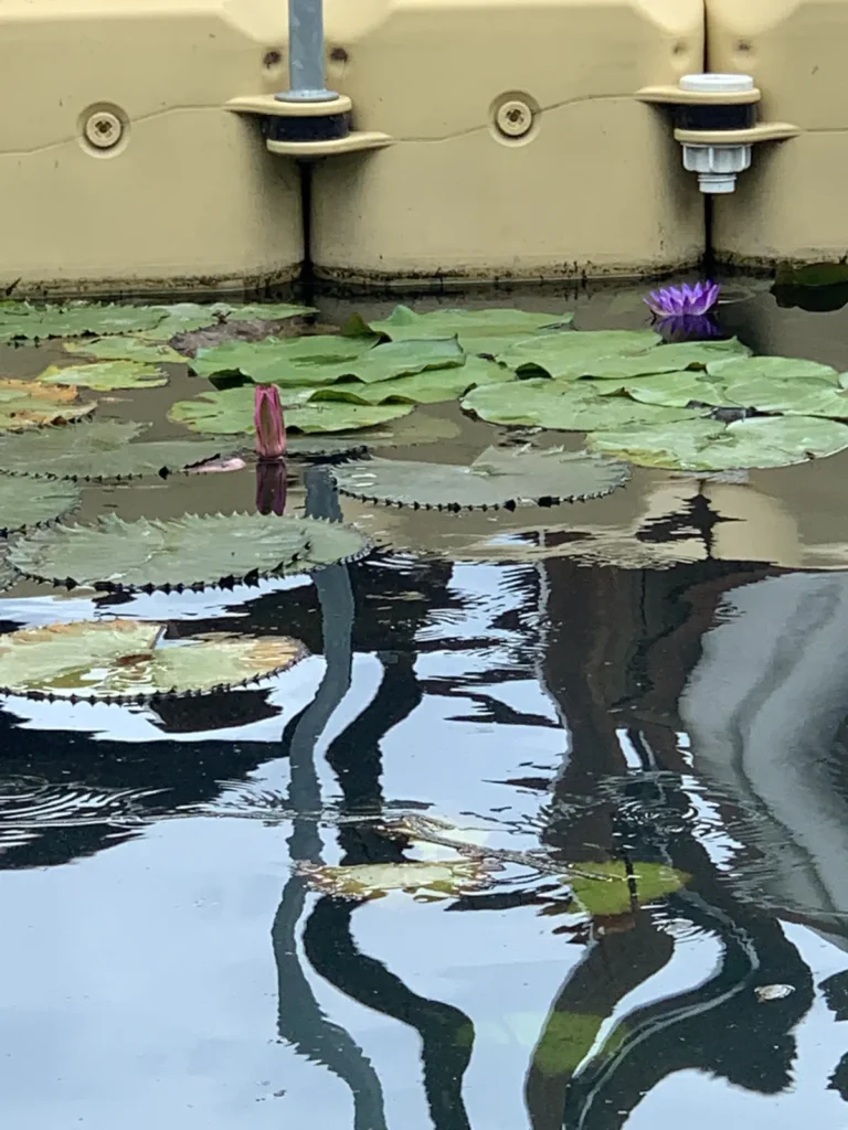 Purple and pink water lilies floating on Lake Hévíz